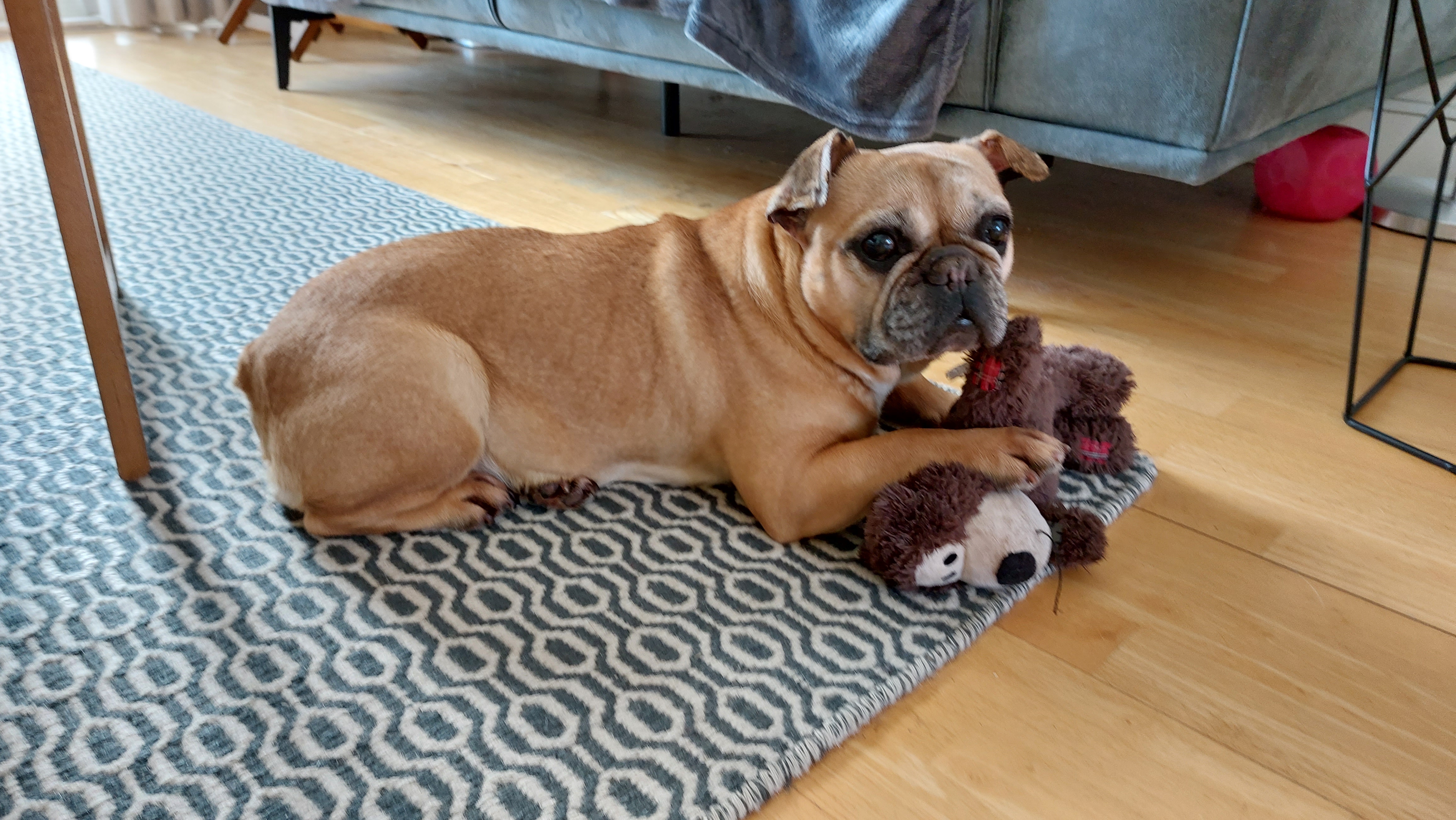 Foto van Stella, een Franse bulldog